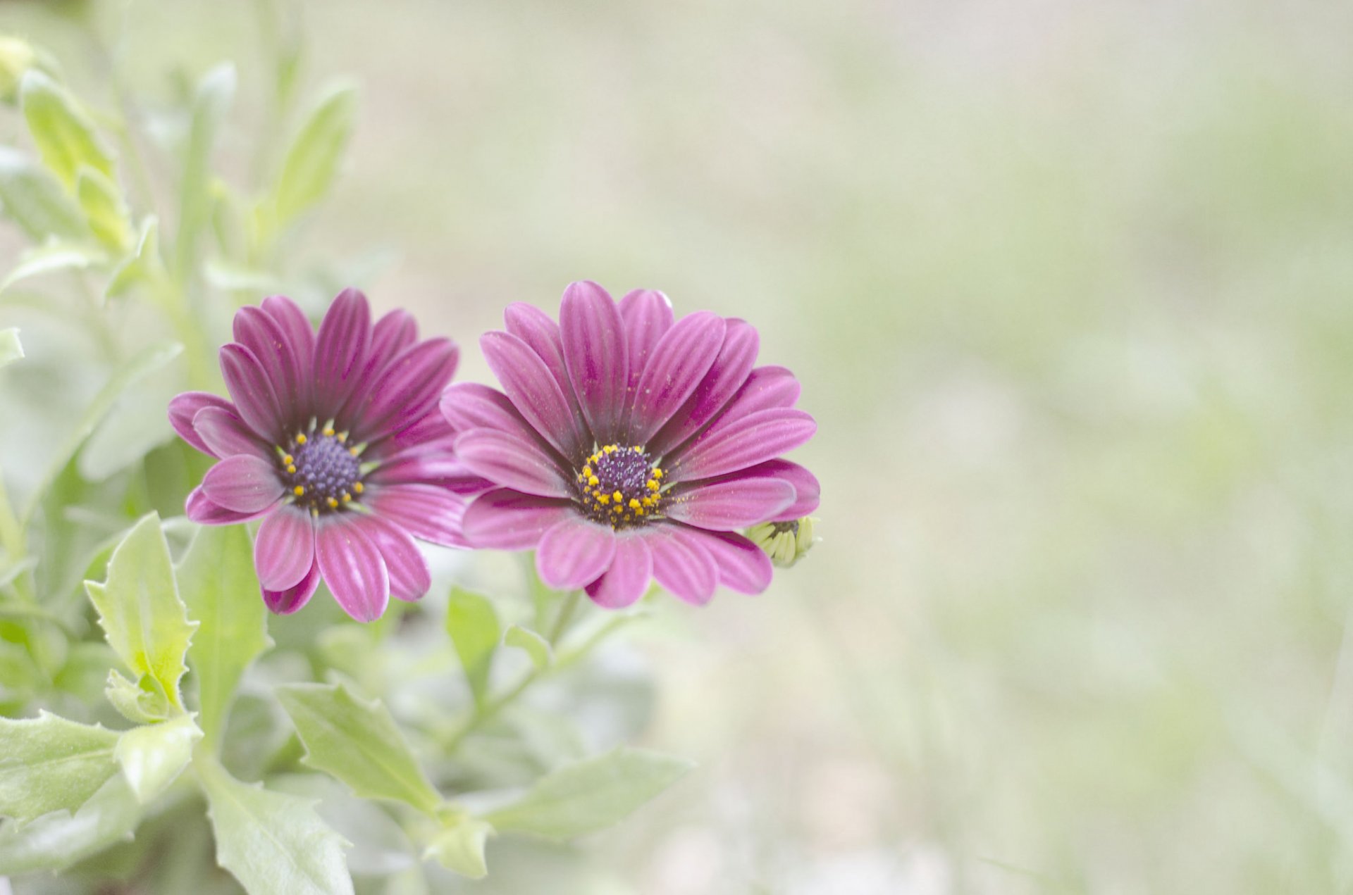 leaves flower background