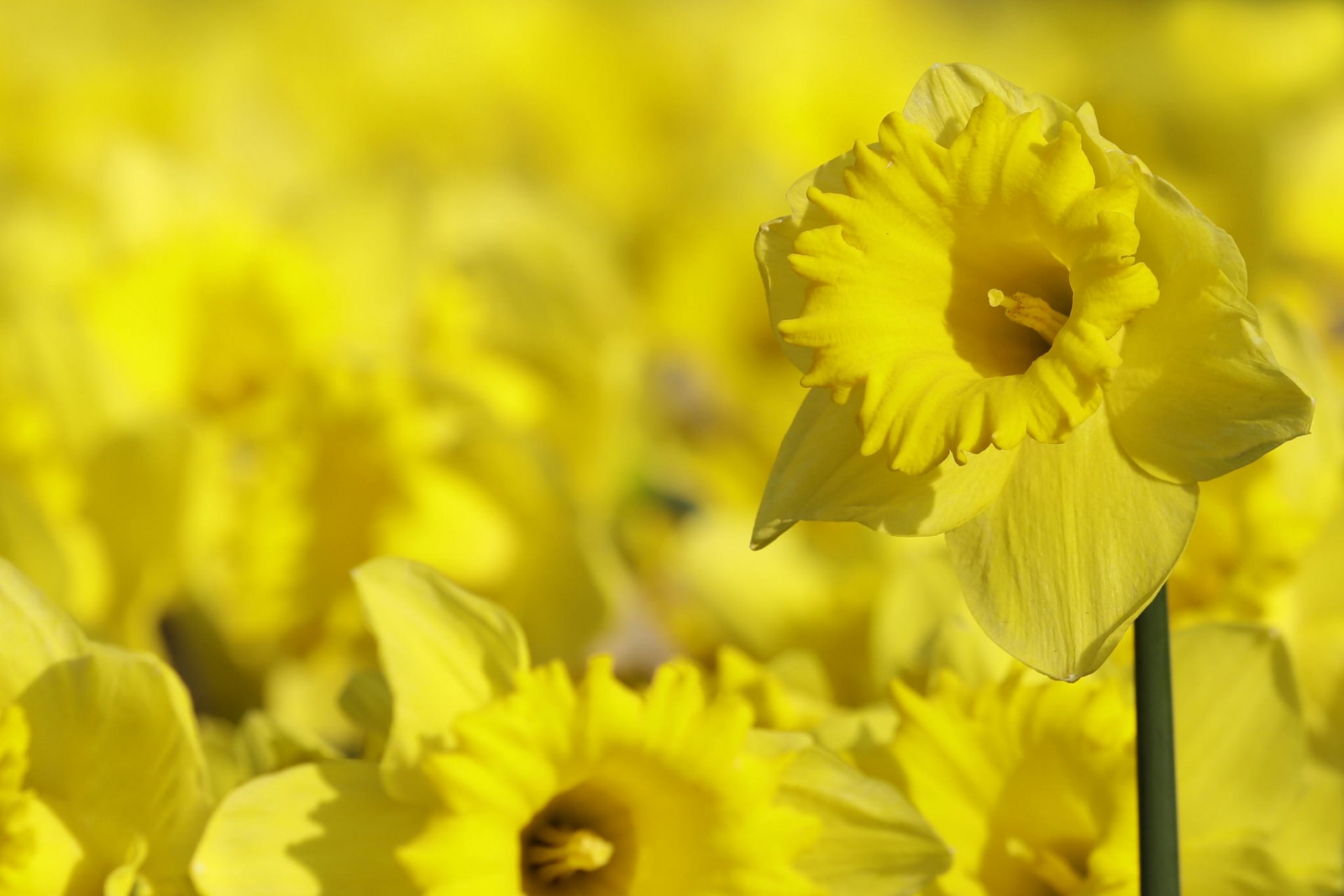 daffodils background