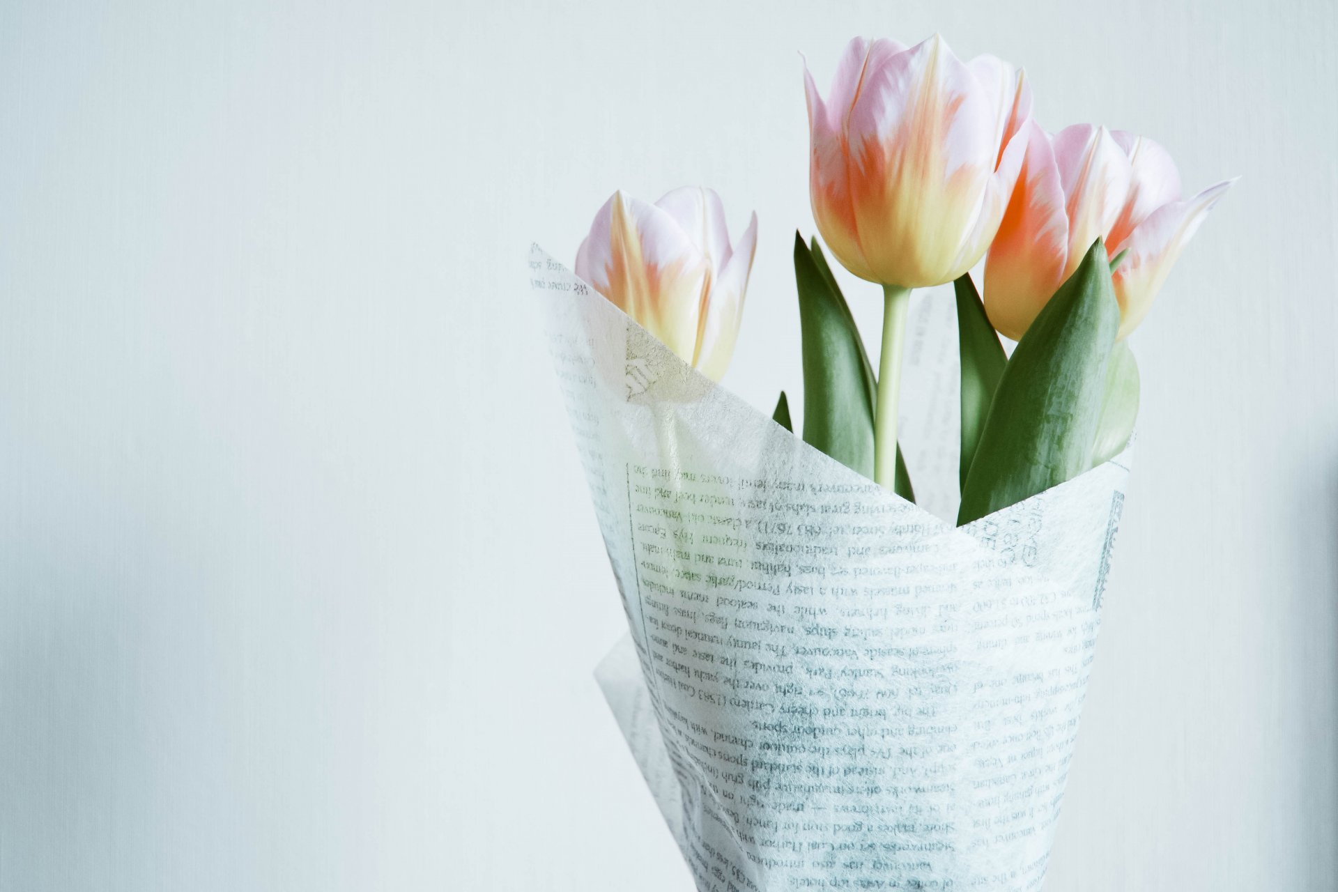 tulipani bianco rosa bouquet involucro sfondo