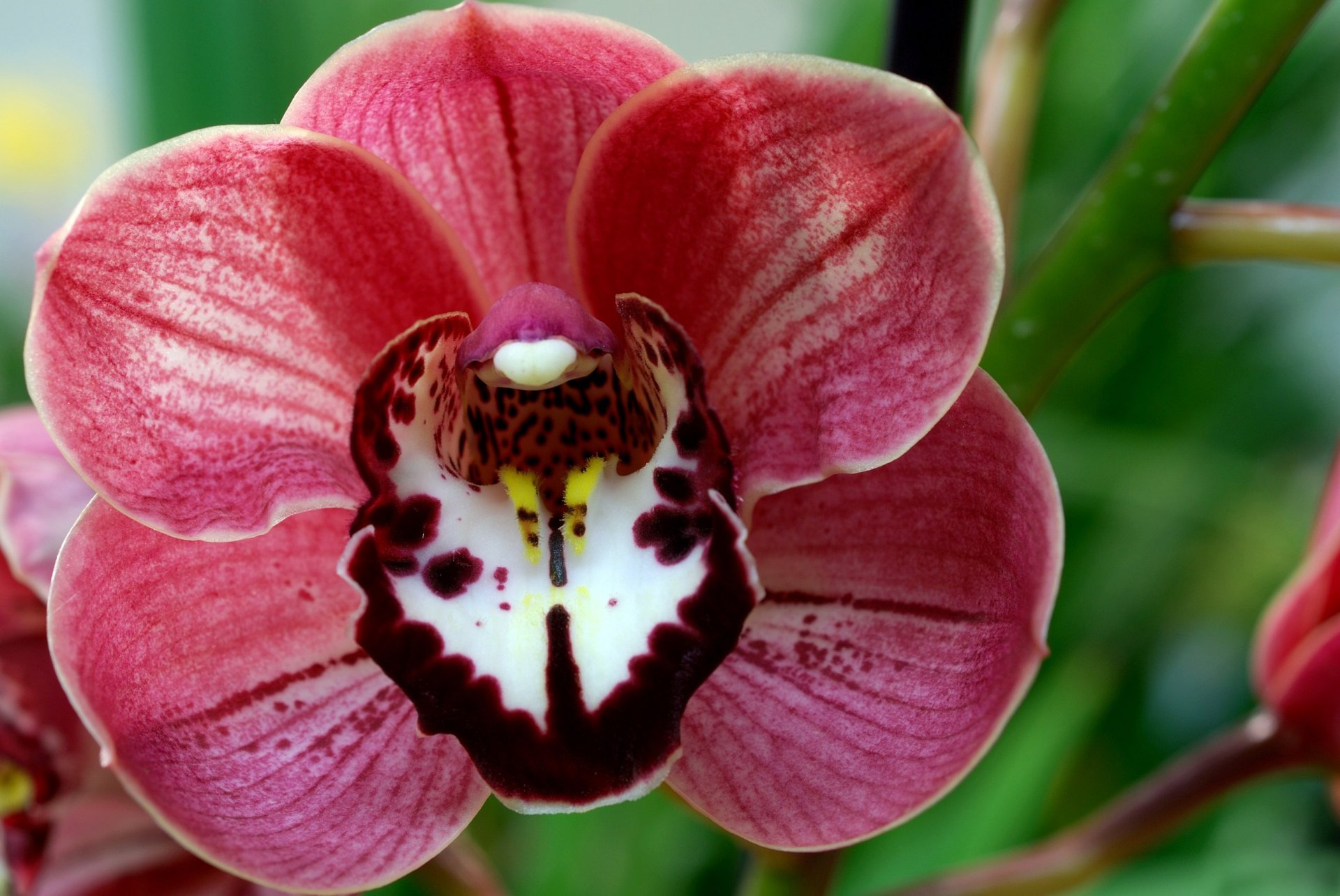 blütenblätter stößel staubblätter makro orchidee