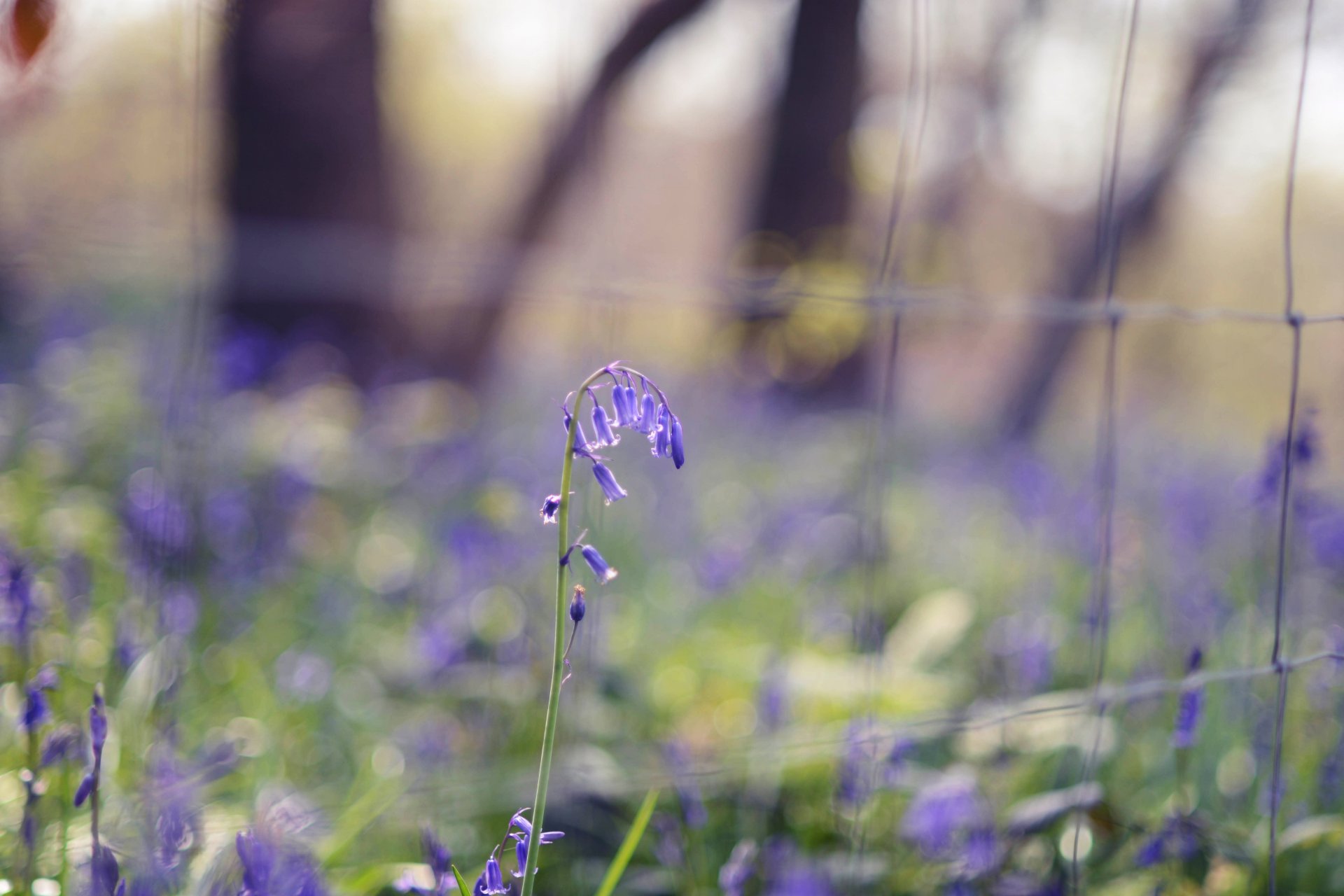 flowers blue blue grass greenery spring nature blurring