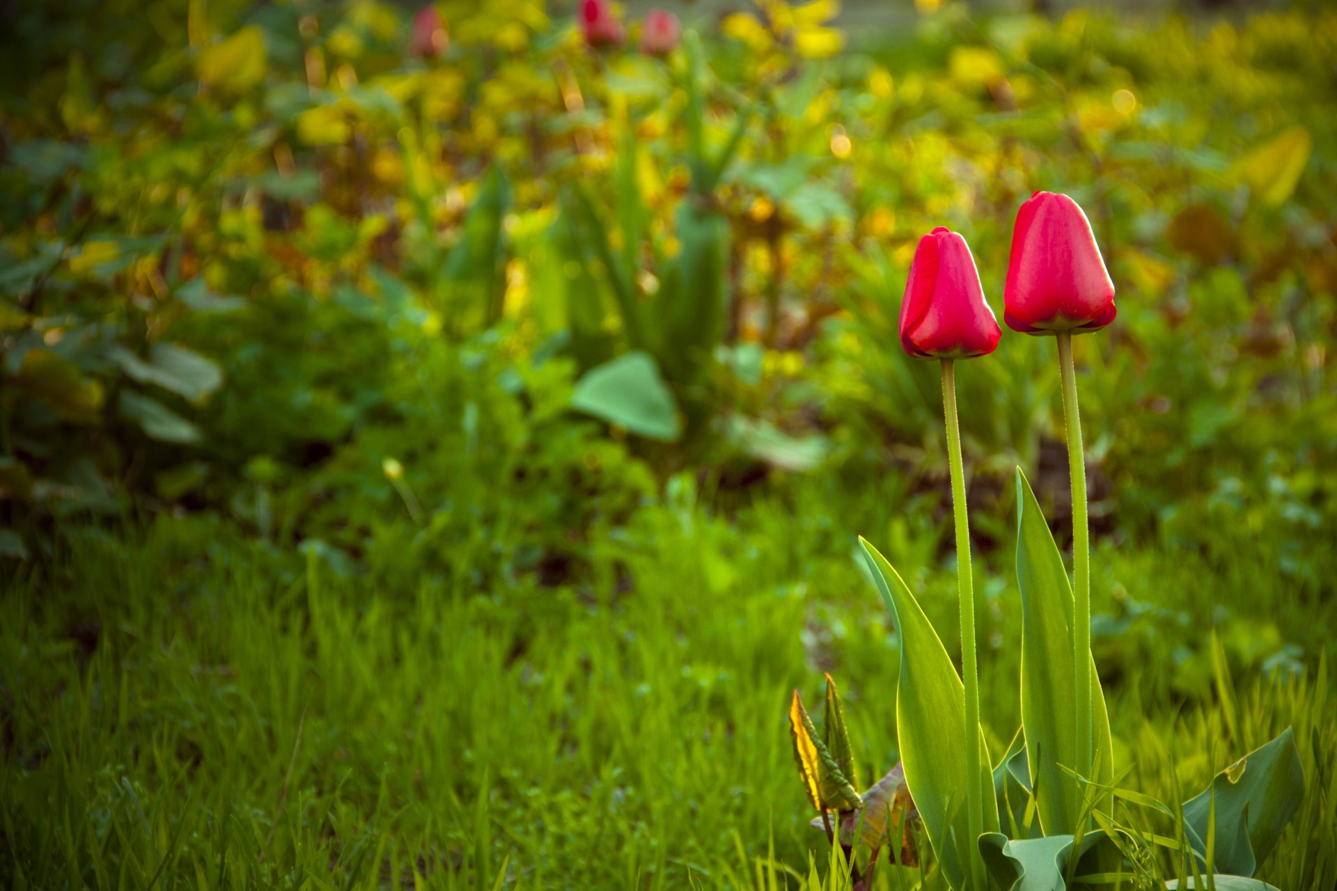 primavera tulipanes hierba claro flores naturaleza