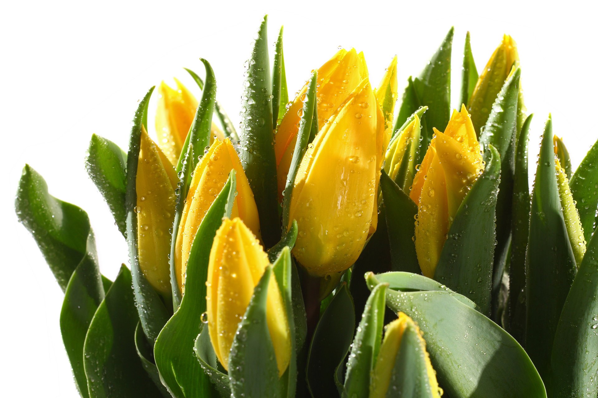 tulips leaves stems buds drop