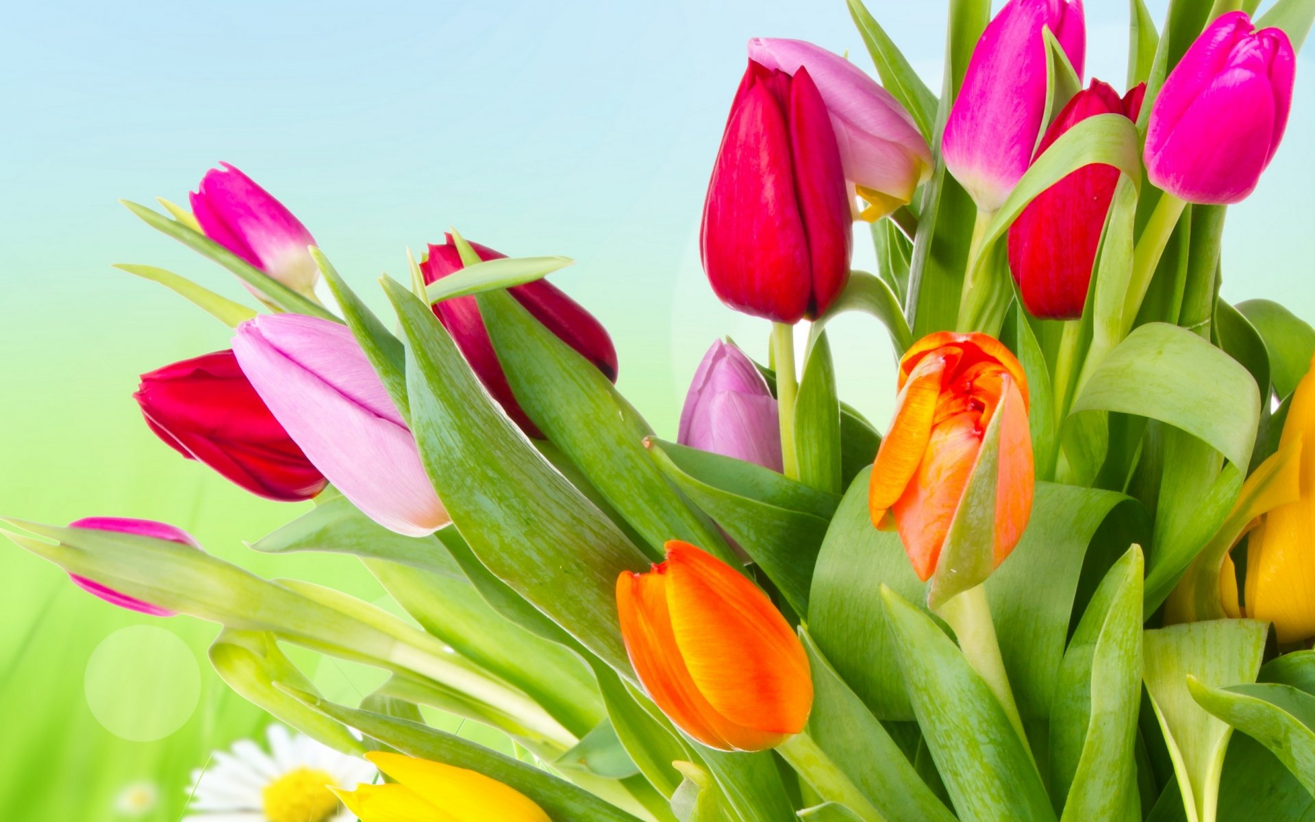 tulips flowers bright yellow orange red pink petals beauty bright multicolored orange pink