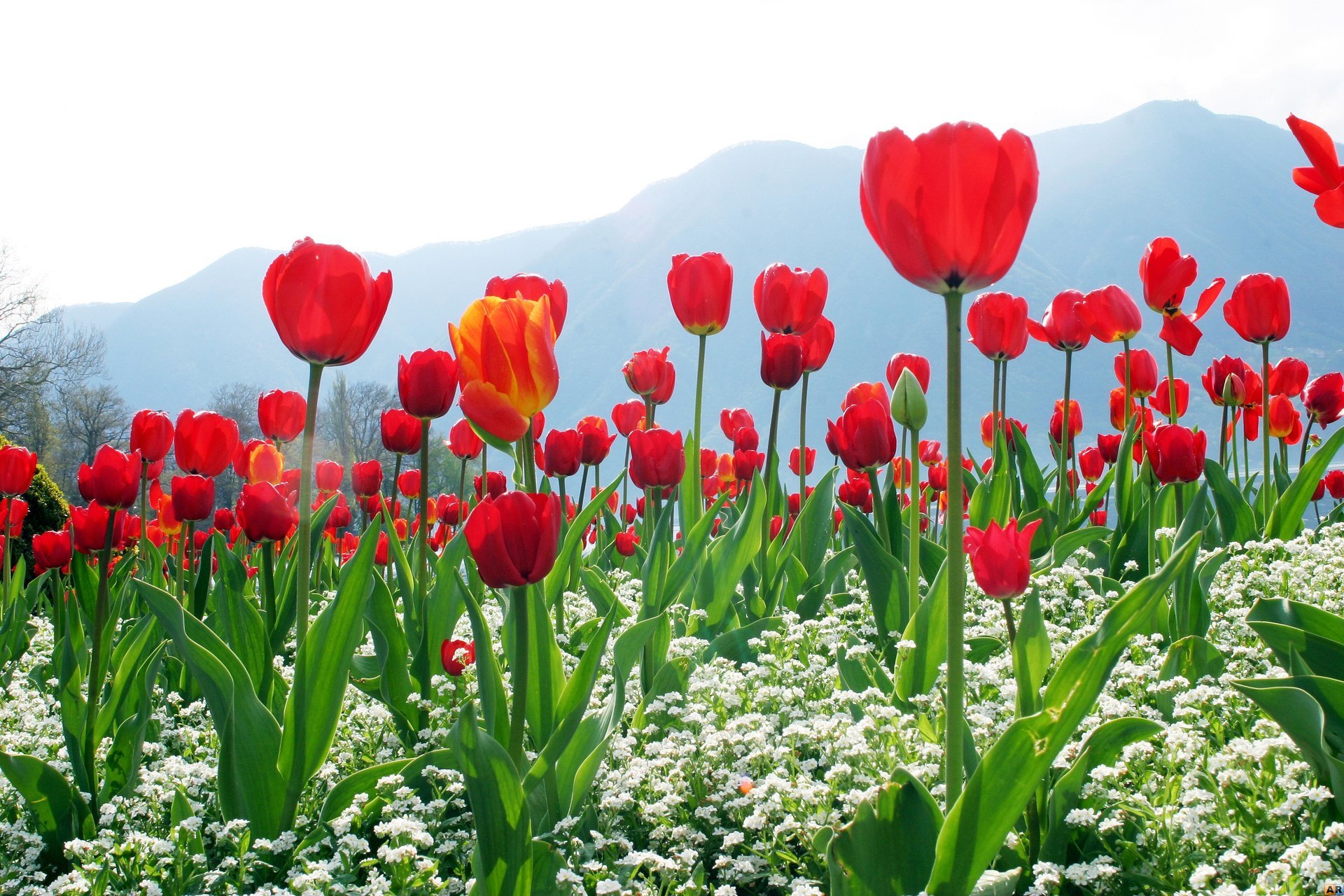 montañas cielo flores rojo tulipanes