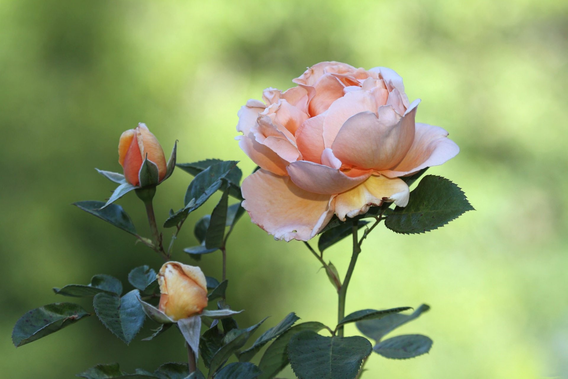 fiori rose boccioli petali pesca sfondo