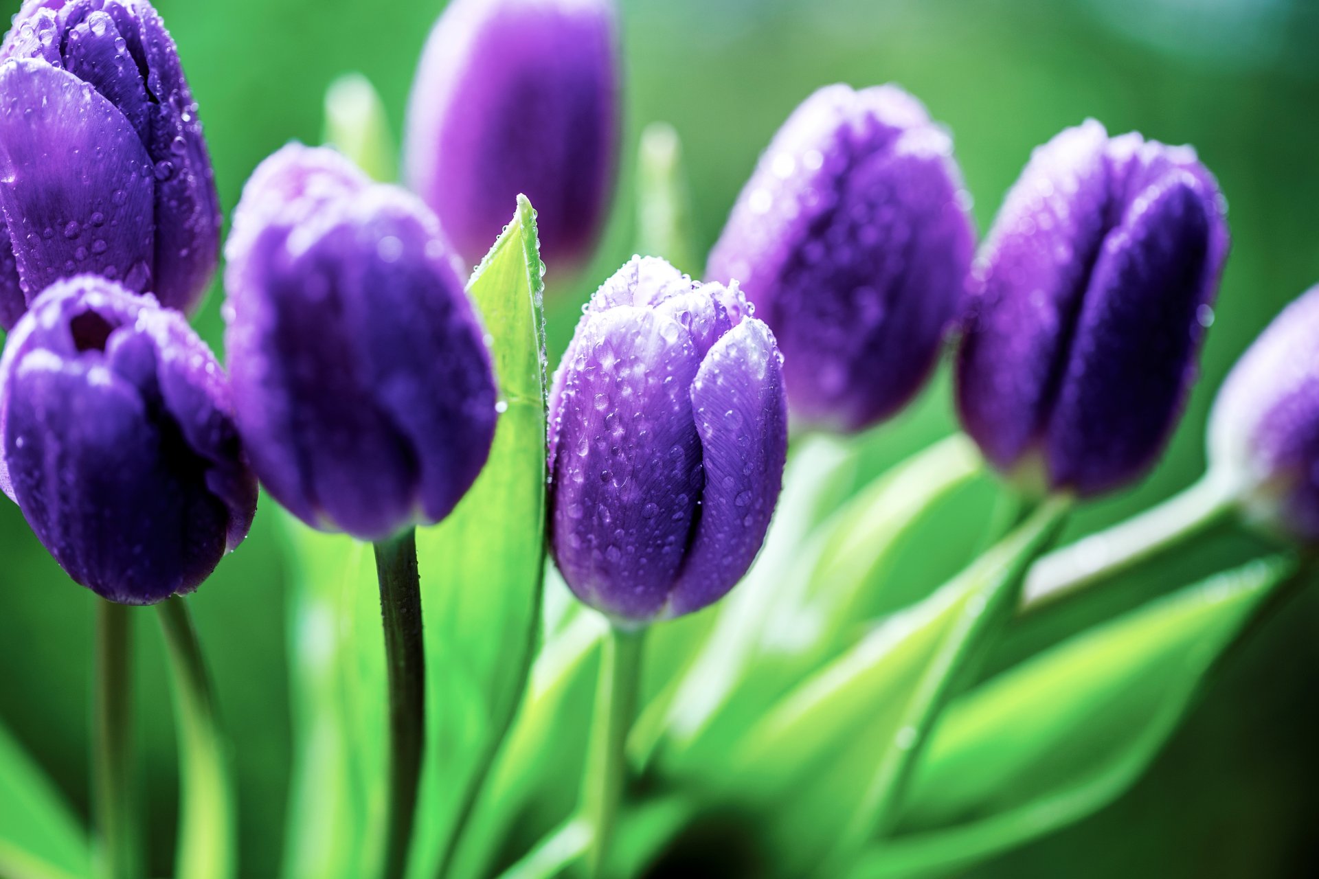 tulipani fiori lilla viola boccioli gocce foglie