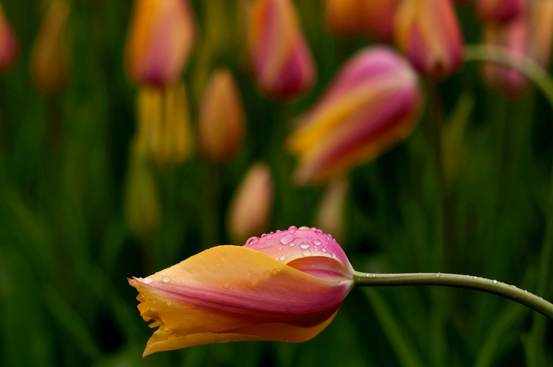 rosa amarillo tulipanes