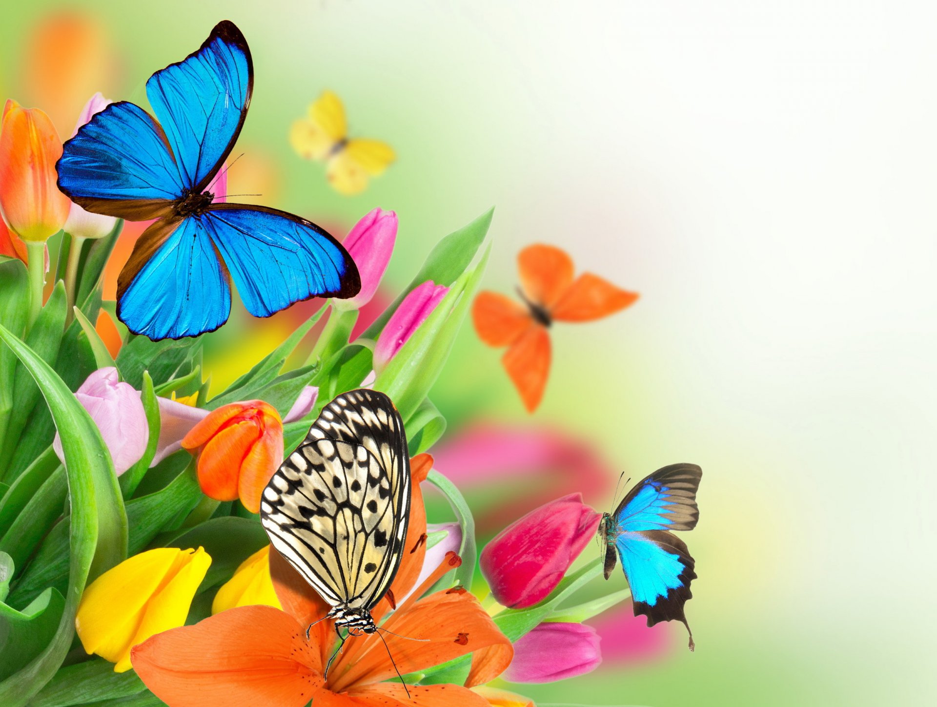 flowers colorful spring butterflies tulips fresh butterflies spring