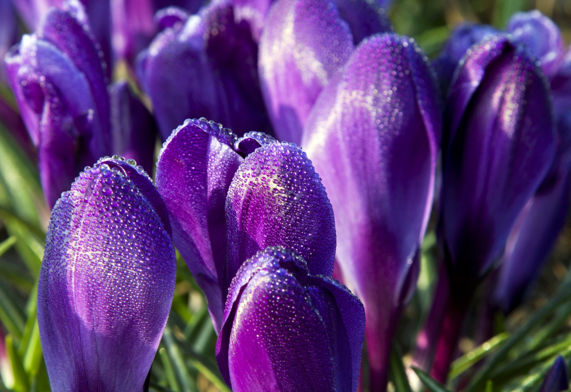 crocus violet fleurs pétales gouttelettes rosée printemps