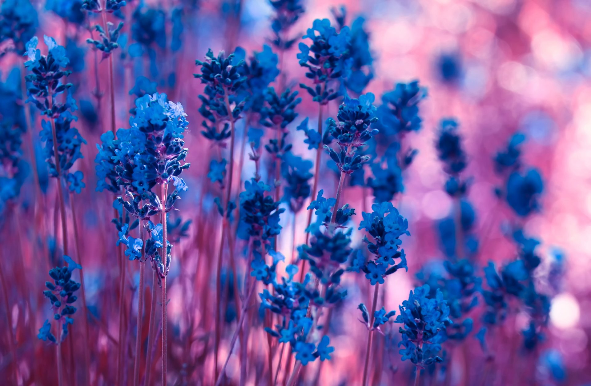 ✿ lavender bokeh