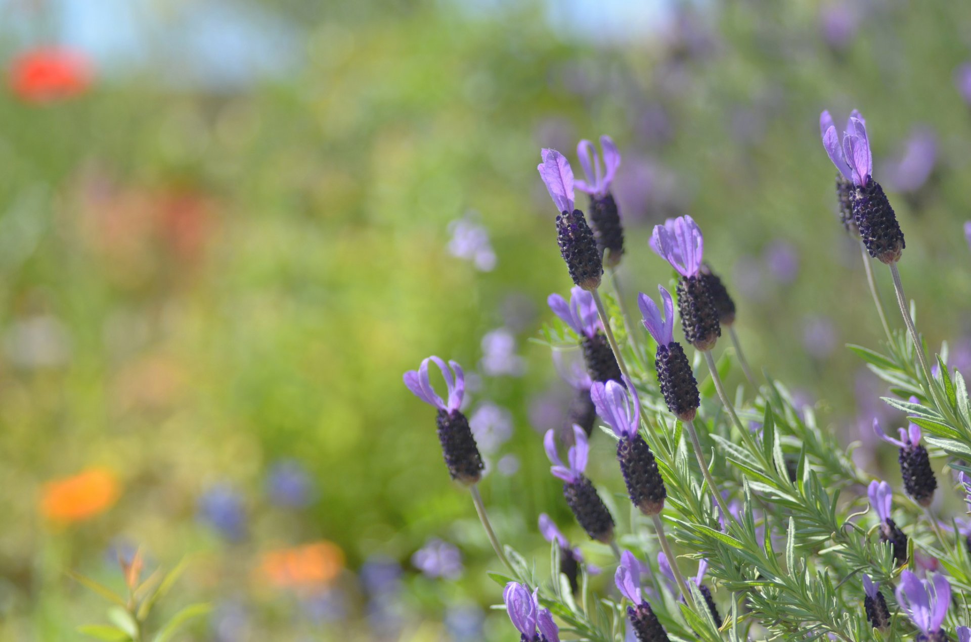 flower purple background blur