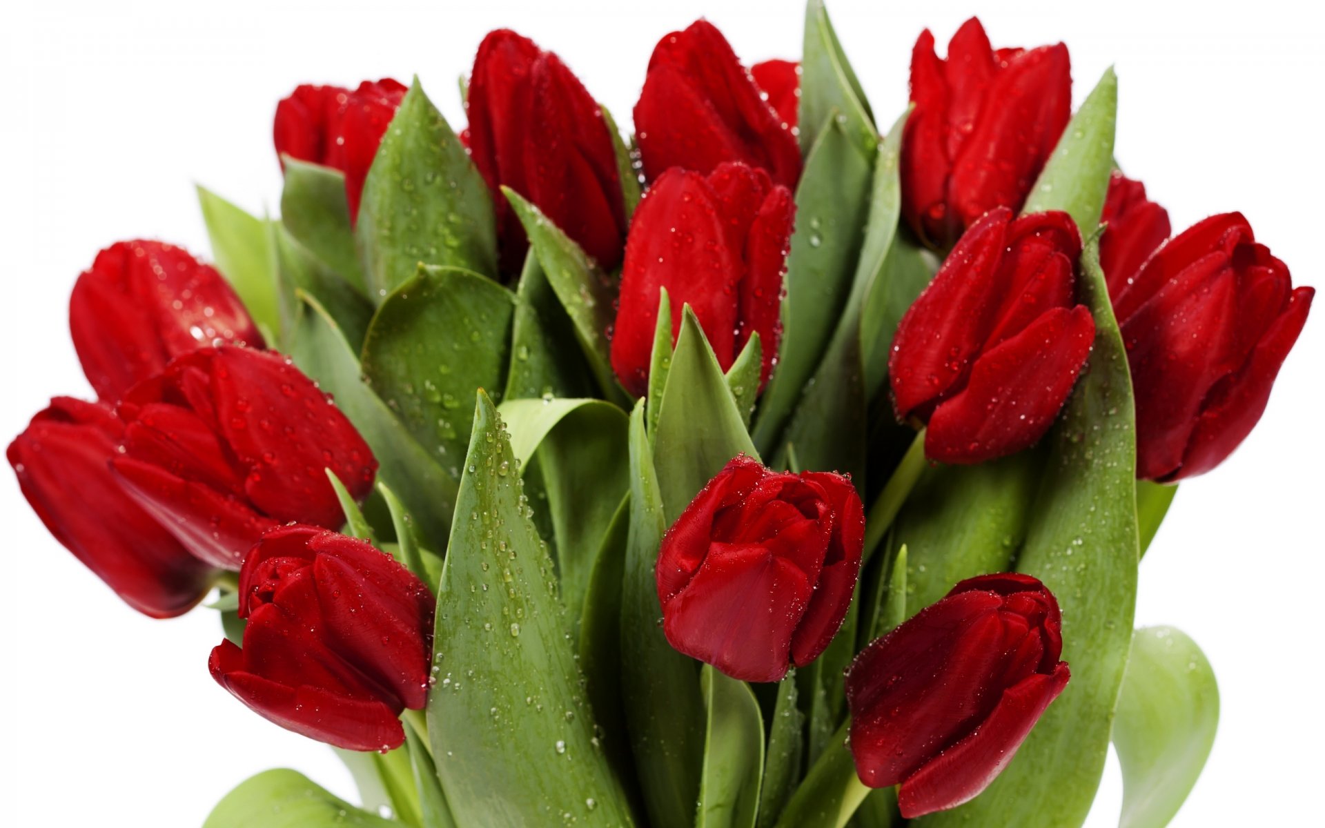 tulips flowers bright bouquet red petals beauty flower leave