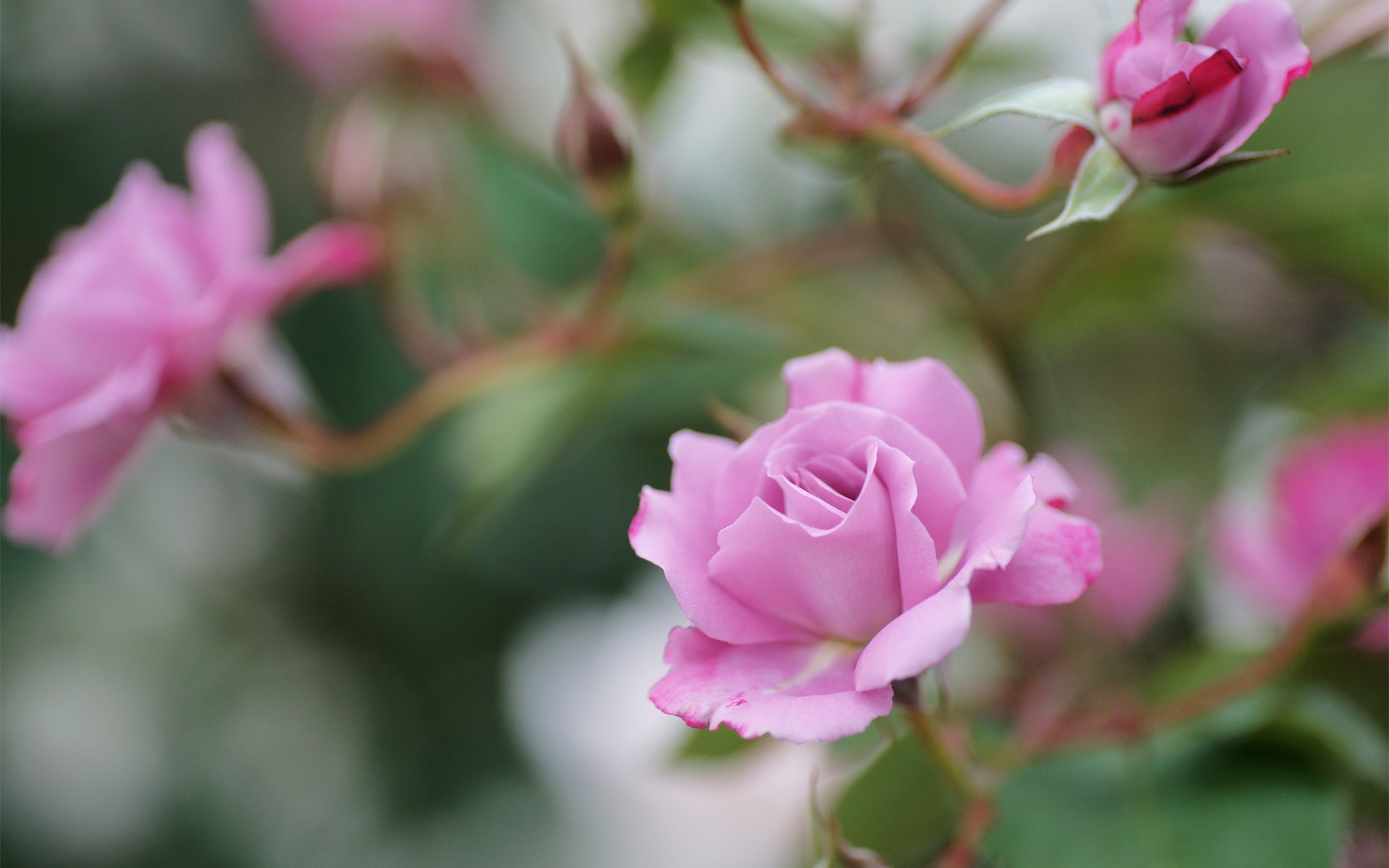 roses pink flower branche