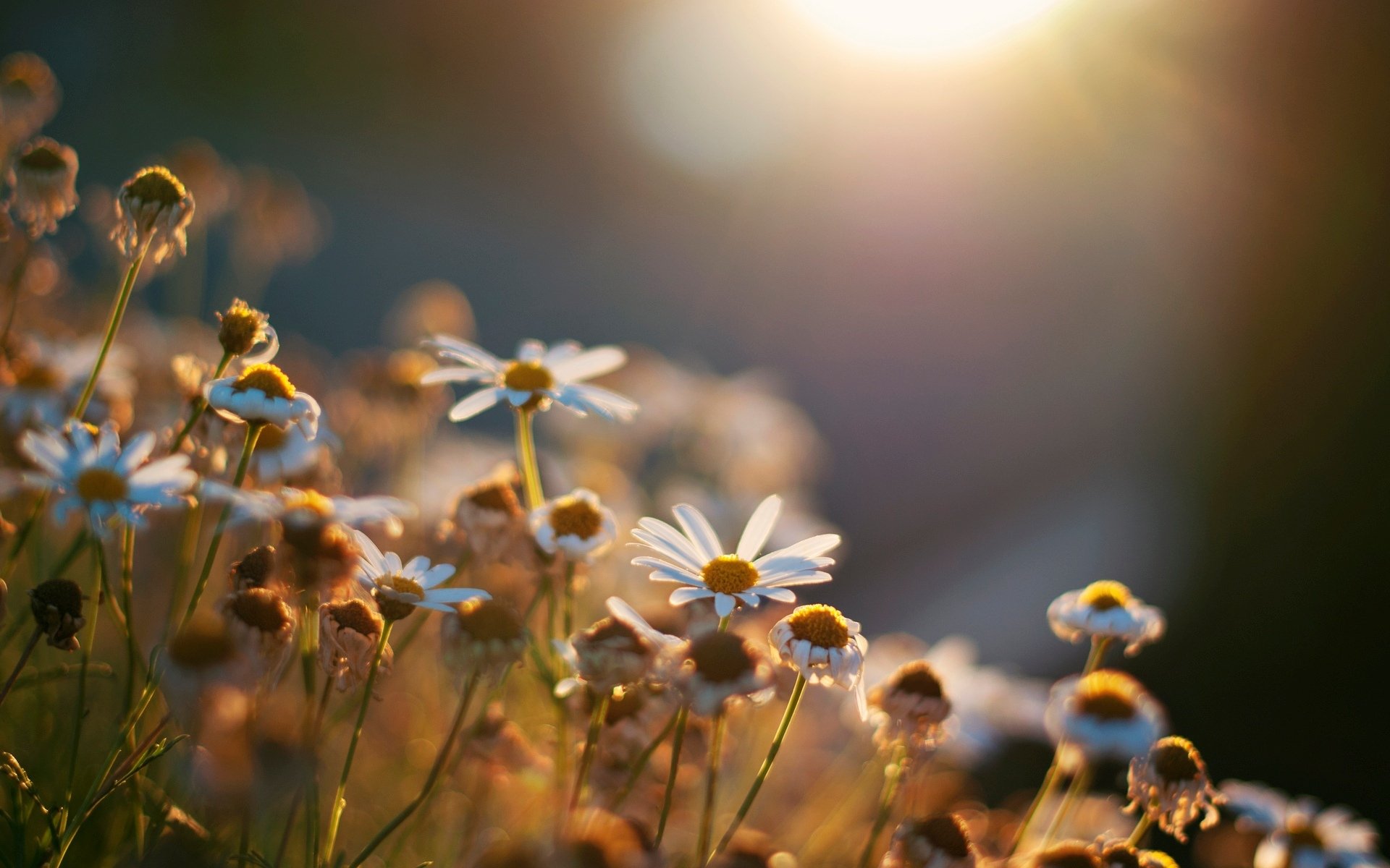 blumen blumen gänseblümchen sonne hintergrund tapete widescreen vollbild widescreen