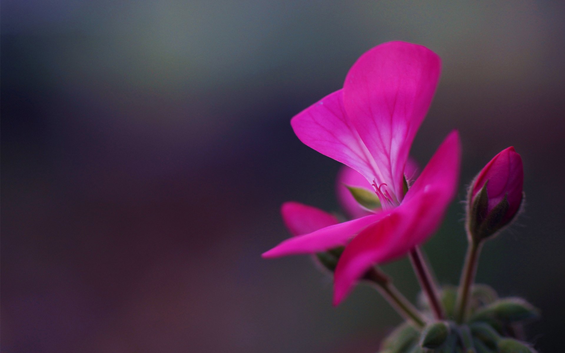 geranium flower buds inflorescence