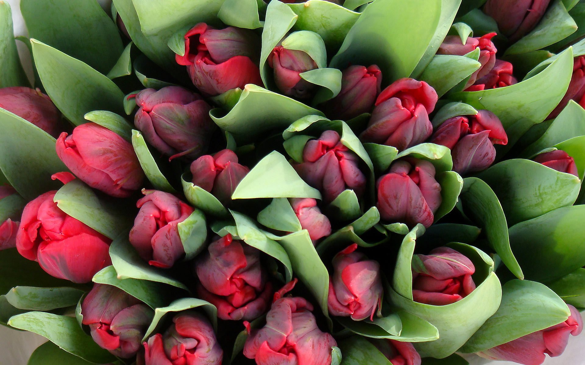 flower bouquet many tulips top view