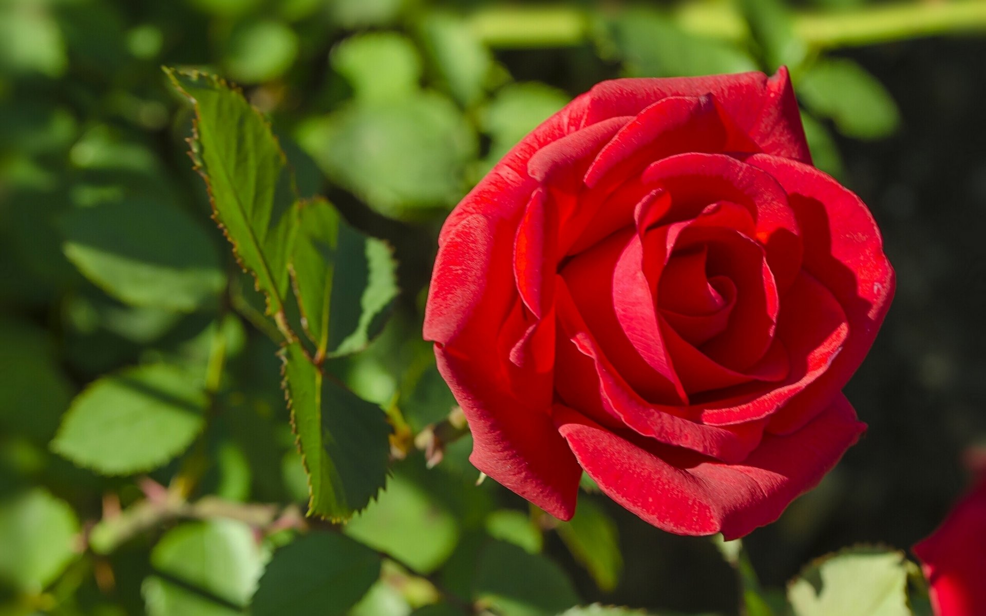 rosa bocciolo macro