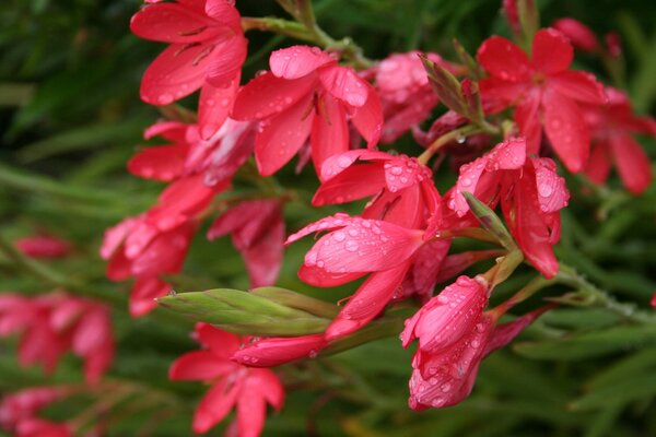 Tau auf rosa Blumen im Garten