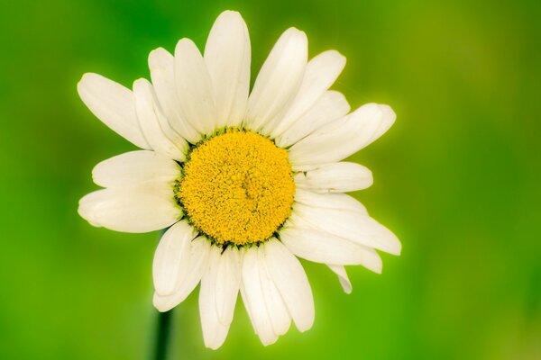 Large image of a white daisy