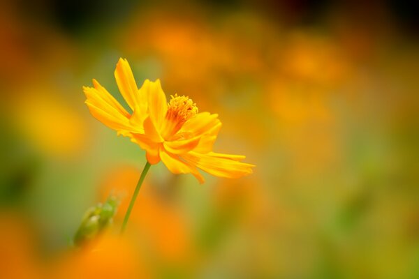 Yellow cosmea flower on a blurry background