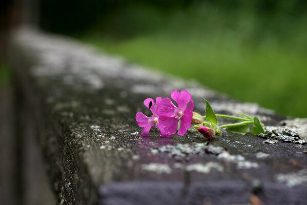 Ein kleines Insekt ist in eine Blume gestiegen