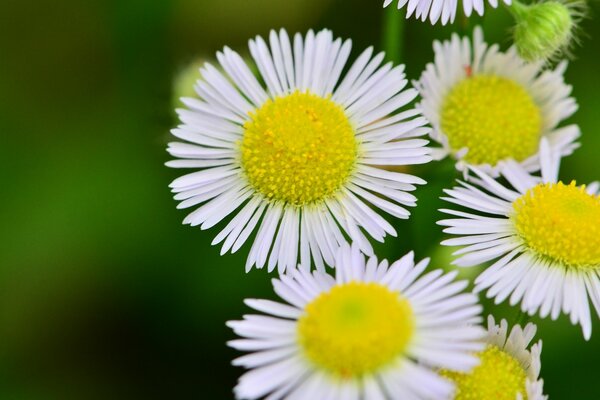 Schöne Blumen für Hintergrund und Tapete