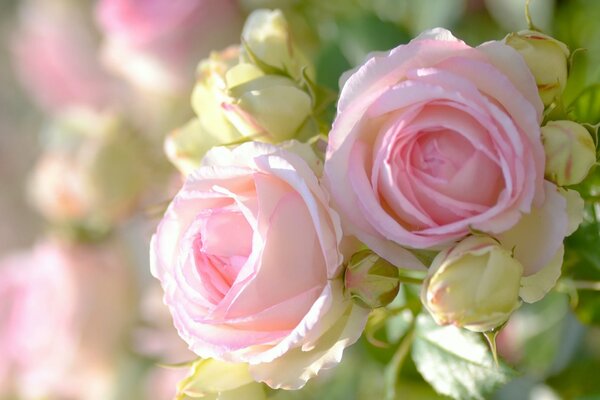 Macro shooting rosebuds pink roses