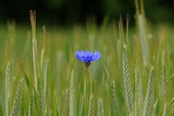 Flor azul en el campo entre las espigas