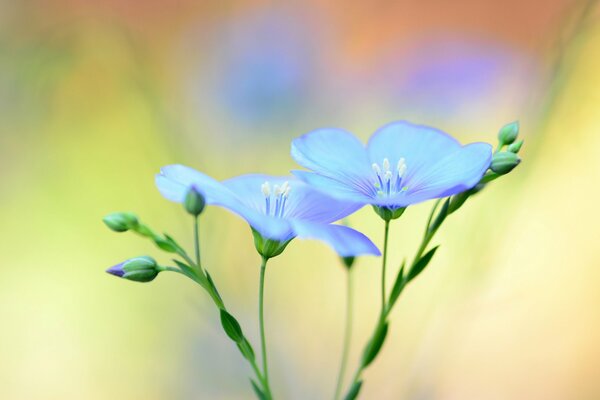 Schöne blaue Blumen auf einem hellen, matten Hintergrund. Morgen