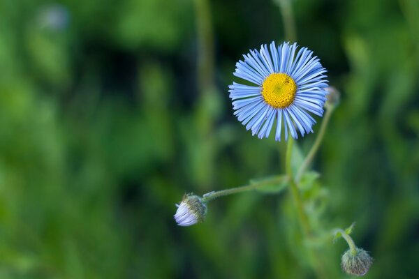 Die lila Blume hat ein helles Blütenblatt