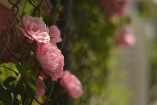 Petals of a beautiful delicate camellia