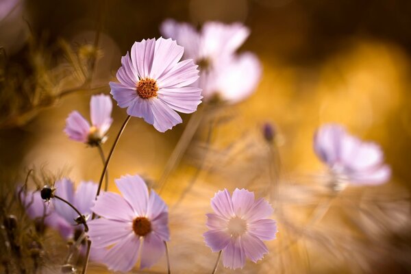 Flor con pétalos de rosa individuales