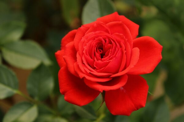 Bourgeon de rose rouge, prise de vue macro