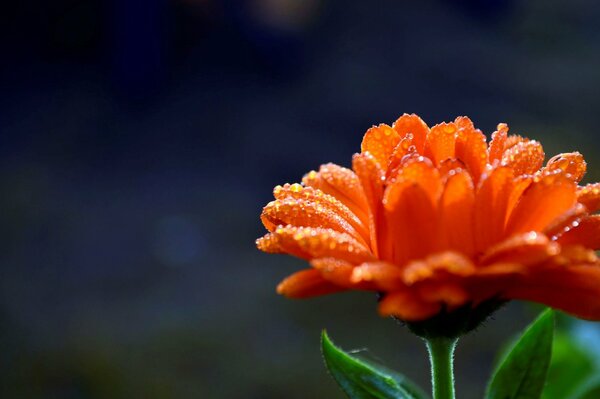 Dew drops on an orange flower