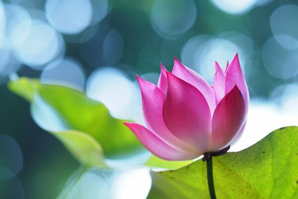 Macro shooting of the pink lotus