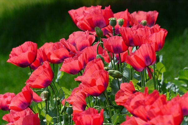 Red poppies on a green meadow