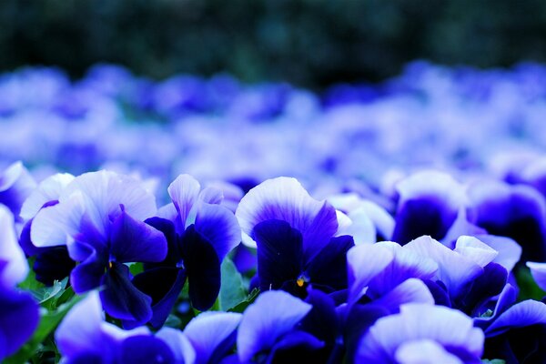 Bright frame of flowers Pansies in shades of gray