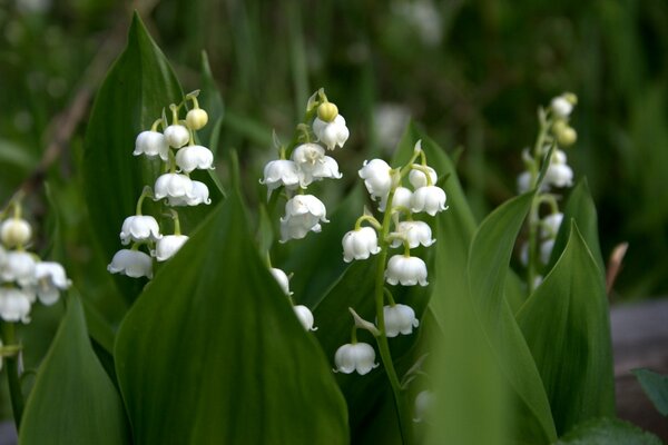 Muguet blanc avec des feuilles vertes