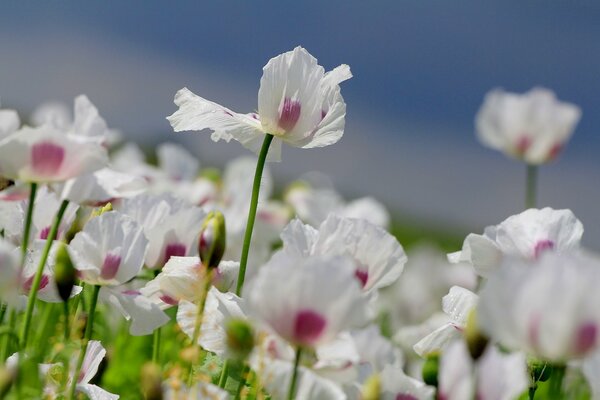 Sommer weiße Blumen auf dem Feld