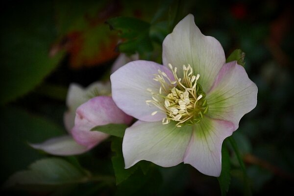 Makroaufnahme einer weiß-rosa Blume