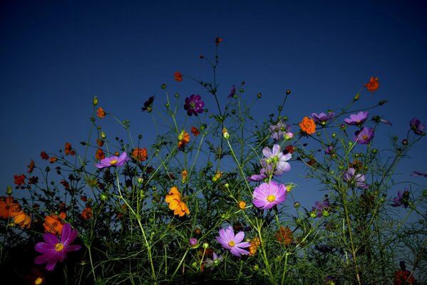 Arreglo multicolor de flores contra el cielo