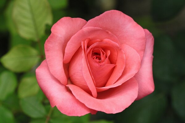 Bocciolo di rosa in riprese macro