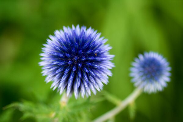 Blütenstand der blauen Maulkorbblüten auf grünem Hintergrund