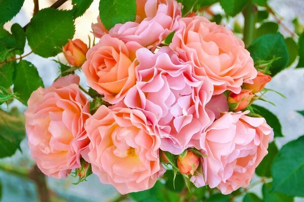 Beautiful bouquet of blooming roses