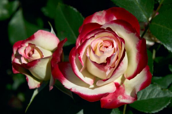 Boccioli di rosa con petali giallo chiaro con bordi rossi