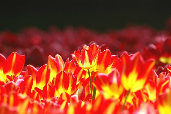 Hell erleuchtetes Blumenbeet mit rot-gelben Tulpen