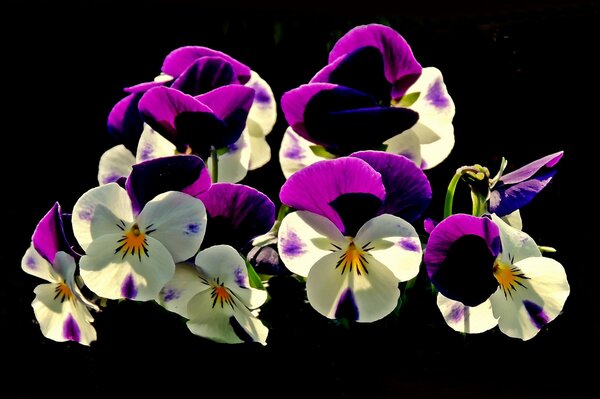 Fiori di viole del pensiero foto Guarda