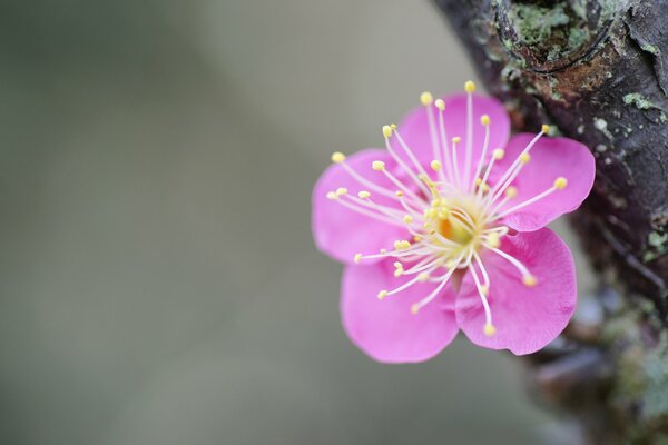 A cherry blossom on a tree