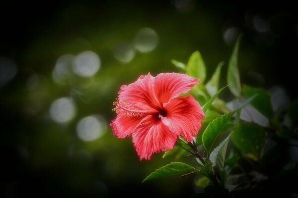 Rosa Hibiskus auf verschwommenem Hintergrund